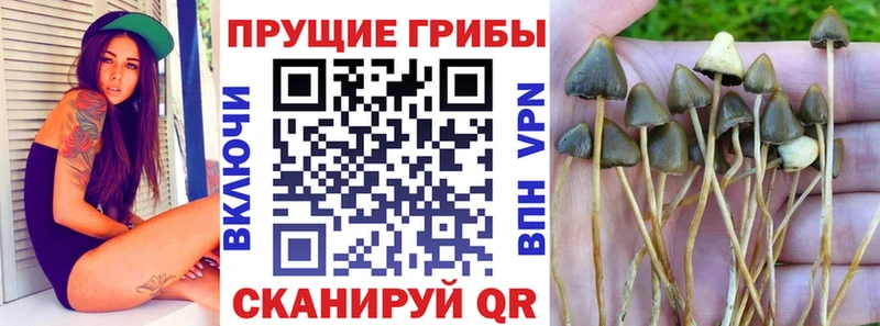 Галлюциногенные грибы GOLDEN TEACHER Урень